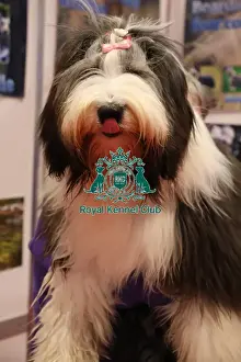 Thursday Prints: Summer Bearded Collie