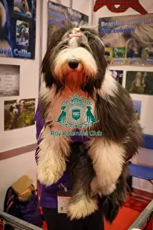 Thursday Prints: Summer Bearded Collie Discover dogs