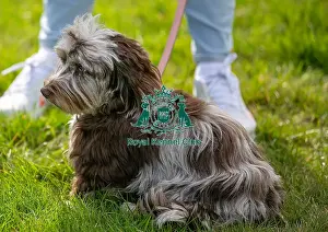 Dog Only Prints: Sunday 15th September 2024 Dog Only Detling Showground