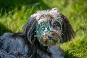 Dog Only Prints: Sunday 15th September 2024, Dog Only