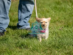 Dog Only Prints: Sunday 15th September 2024, Dog Only
