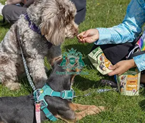 James Wellbeloved Prints: Sunday 15th September 2024 Dog Only Scruffts Family Crossbreed Of The Year Competition