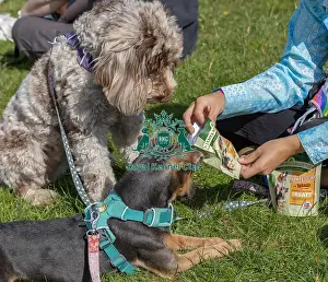 James Wellbeloved Prints: Sunday 15th September 2024 Dog Only Scruffts Family Crossbreed Of The Year Competition