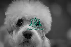Dandie Dinmont Terrier Prints: Sunny, a Dandie Dinmont Terrier from Taunton (Thursday 06/03/25)