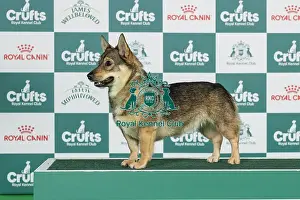 Standing Prints: Swedish Vallhund Best of Breed Crufts 2026