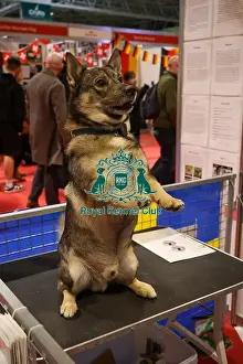 Swedish Vallhund Prints: Swedish Vallhund at Discover Dogs