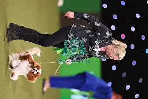 Tanya Ireland from Essex, with Dublin, a Cavalier King Charles Spaniel, which was the Best in Group winner today (Sunday 12. 03. 23), the last day of Crufts 2023, at the NEC Birmingham