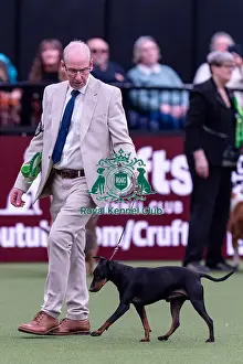 Barnsley Prints: Teo, a Manchester Terrierwhich
