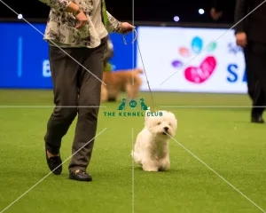 Terrier Group - winner