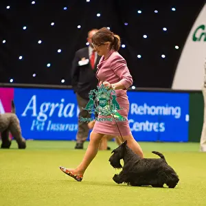 Crufts 2015 Prints: Terrier Group Winner MRS M L KHENKINA with RUS / BLR / UKR / CRO / LIT / LAT