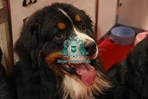 Crufts 2025 Discover Dogs Prints: Theo Bernese Mountain Dog