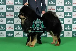 Thursday Prints: Tibetan Mastiff Best of Breed Crufts 2026