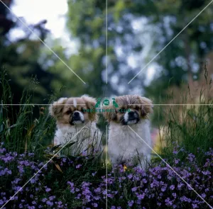 Tibetan spaniel puppies for deals sale