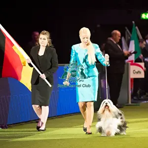 TIBETAN TERRIER Best of Breed Crufts 2017