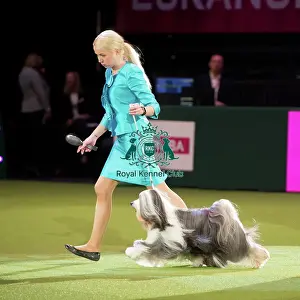 Crufts 2017 Prints: TIBETAN TERRIER Best of Breed Crufts 2017