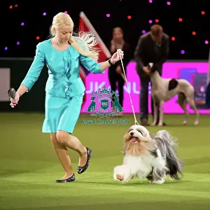 Crufts 2017 Prints: TIBETAN TERRIER Best of Breed Crufts 2017