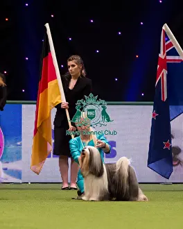 TIBETAN TERRIER Best of Breed Crufts 2017