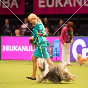 TIBETAN TERRIER Best of Breed Crufts 2017