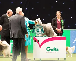 TIBETAN TERRIER Best of Breed Crufts 2017