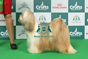 Tibetan Terrier Prints: Tibetan Terrier Best of Breed Crufts 2026