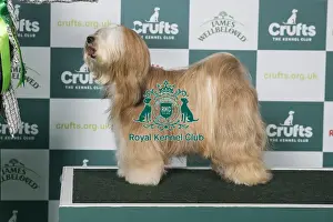 Tibetan Terrier Prints: Tibetan Terrier BOB