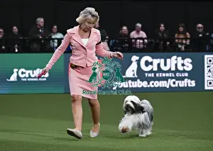 Junior Warrent Final Prints: Tibetan Terrier, Ch Araki Wowie Zowie JW