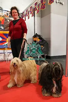 Tibetan Terrier Prints: Tibetan Terriers with owner