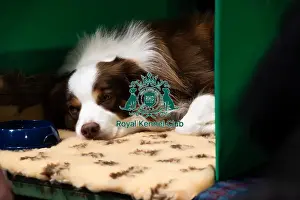 Dogs Prints: A Tired Border Collie