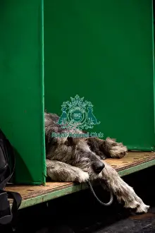 Irish Wolfhound Prints: A Tired Irish Wolfhound On The Benches