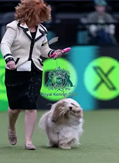 Crufts 2026 Junior Warrant Prints: Toby, a Tibetan Terrier, competing in the Junior Warrant Final today (05)