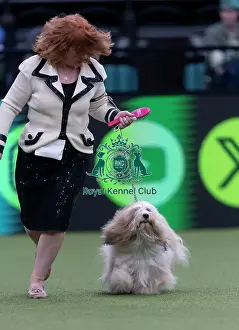 Crufts 2026 Junior Warrant Prints: Toby, a Tibetan Terrier, competing in the Junior Warrant Final today (05)