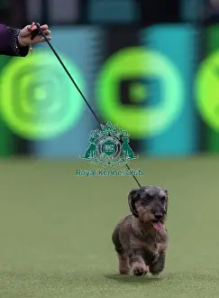 Crufts 2026 Junior Warrant Prints: Tommy, Dachshund (Wire Haired)