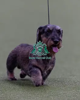 Crufts 2026 Junior Warrant Prints: Tommy, Dachshund (Wire Haired) competing in the Junior Warrant Final today (05)