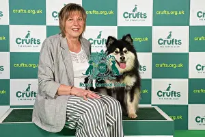 Finnish Lapphund Prints: Toni Jackson from Surrey with Mera
