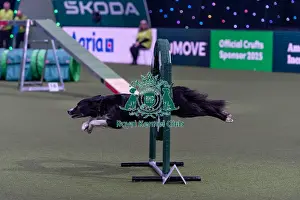 Third Place Prints: Toni Smith & Febe (AG CH Cherryhog Bright Future)
