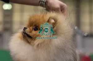 Pomeranian Prints: Toro from Slovenia a Pomeranian who was competing today (Friday 07/03/25)