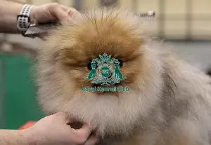 Pomeranian Prints: Toro from Slovenia a Pomeranian who was competing today (Friday 07/03/25)