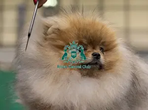 Pomeranian Prints: Toro from Slovenia a Pomeranian who was competing today (Friday 07/03/25)