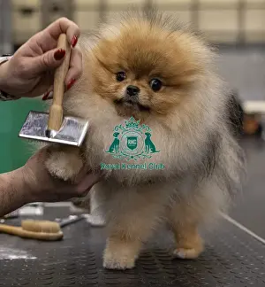 Pomeranian Prints: Toro from Slovenia a Pomeranian who was competing today (Friday 07/03/25)