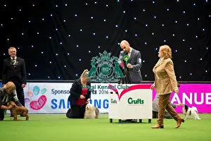Toy Group judging