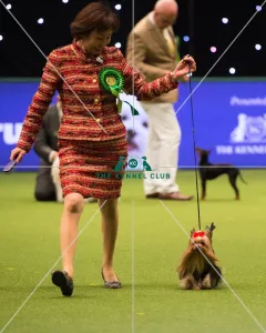 Terrier Group - winner