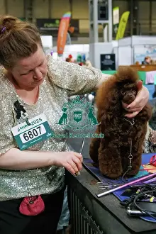 Toy Poodle Prints: Toy Poodle having a haircut