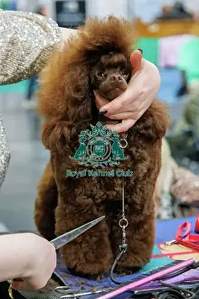 Toy Poodle Prints: Toy Poodle having a haircut