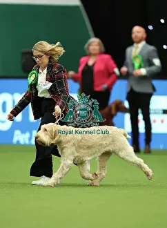 Trudi Jones from Pembrokeshire with Flossy, an Italian Spinone, which was the Best of Breed winner today (Thursday 09. 03. 23), the first day of Crufts 2023, at the NEC Birmingham