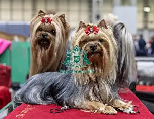 Poland Prints: Unclja a Yorkshire Terrier who was competing today (Friday 07/03/25)