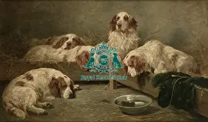 Royal Kennel Club Art Collection Prints: An Unexpected Visitor, Clumber Spaniels in a Kennel