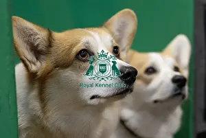 Welsh Corgi Pembroke Prints: Vana Kouarova from the Czech Republic with Pernicek