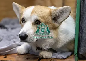 Welsh Corgi Pembroke Prints: Vana Kouarova from the Czech Republic with Vanuska