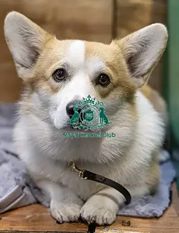 Welsh Corgi Pembroke Prints: Vana Kouarova from the Czech Republic with Vanuska