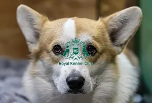 Welsh Corgi Pembroke Prints: Vana Kouarova from the Czech Republic with Vanuska